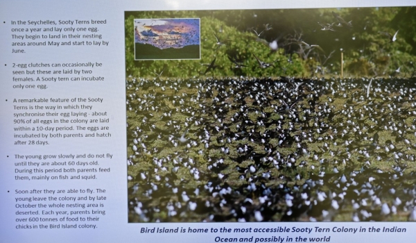 Sooty Terns in Bird Island