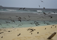 Sooty Terns near the beach