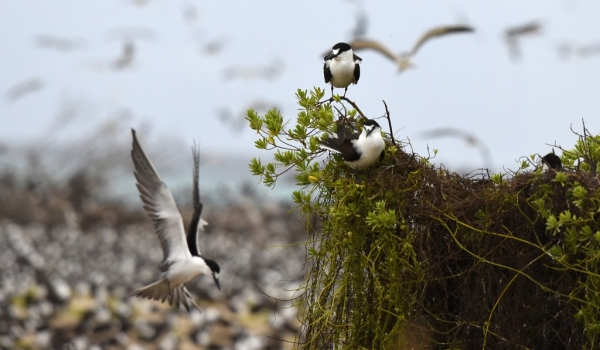 Sooty Tern colony