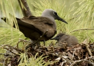 Brown Noddy with chick