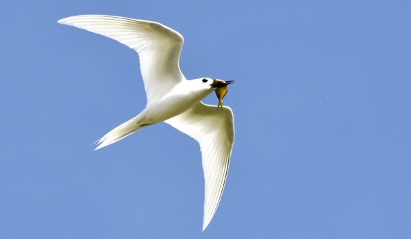 Fairy Tern with a fish