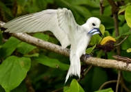 Seychelles – Fairy Tern with fishes