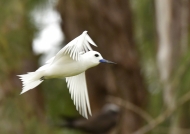 Fairy Tern love story