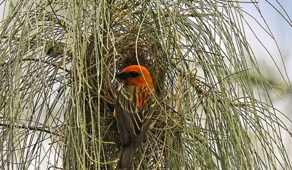 Male Fody nesting