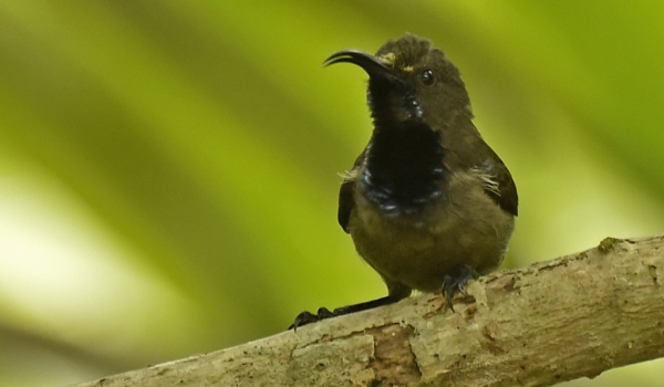 Seychelles Sunbird – male