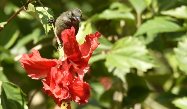 Seychelles Sunbird – female