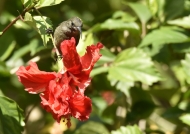 Seychelles Sunbird – female