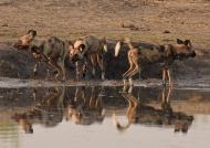 This pack of Wild Dogs…