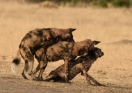 Wild Dogs mating