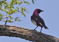 Violet-backed Starling – male