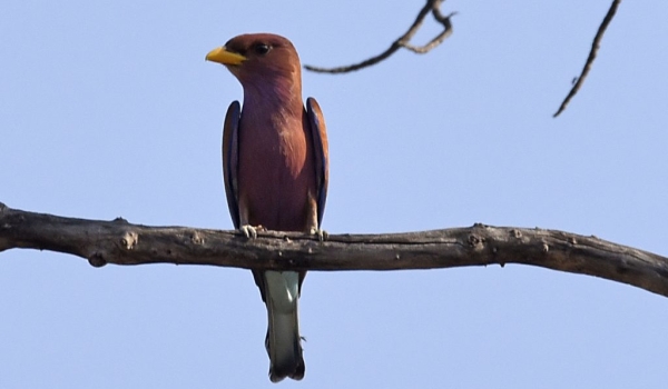 Broad-billed Roller with…