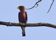 Broad-billed Roller with…