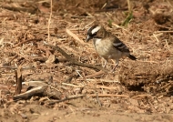 white-browed sparrow weaver