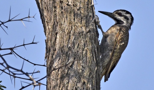 Bearded Woodpecker – female