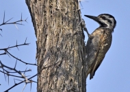 Bearded Woodpecker – female