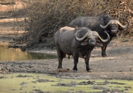 Cape Buffaloes