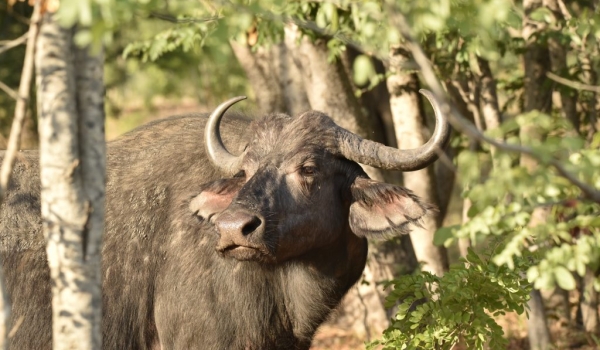 Cape Buffalo –  female.