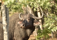 Cape Buffalo –  female.