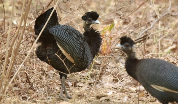 Crested Guineafowls