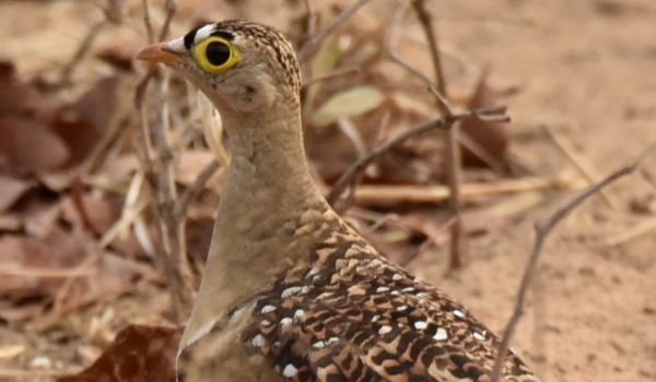 Double-banded Sandgrouse m.