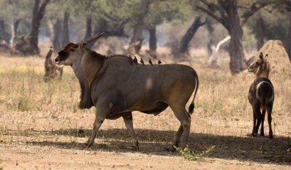 Eland with Waterbuck