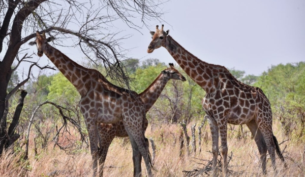 Giraffes-funny illusion!
