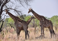 Giraffes-funny illusion!
