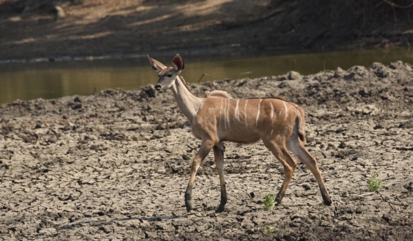 Greater Kudu –  Female