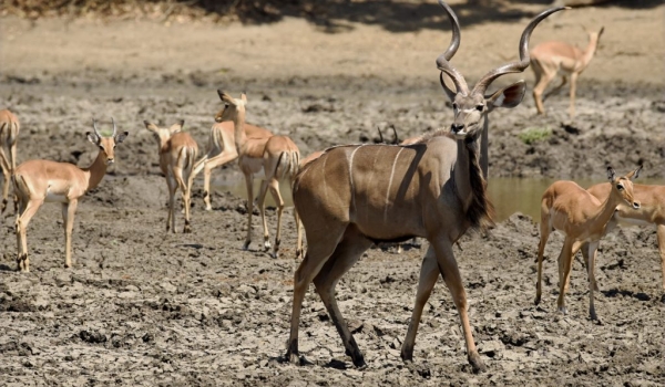 Greater Kudu –  male