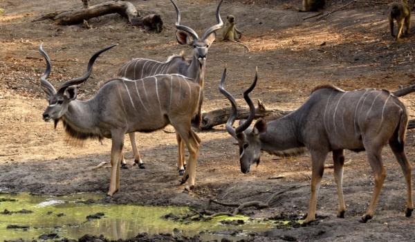 Greater Kudus – males