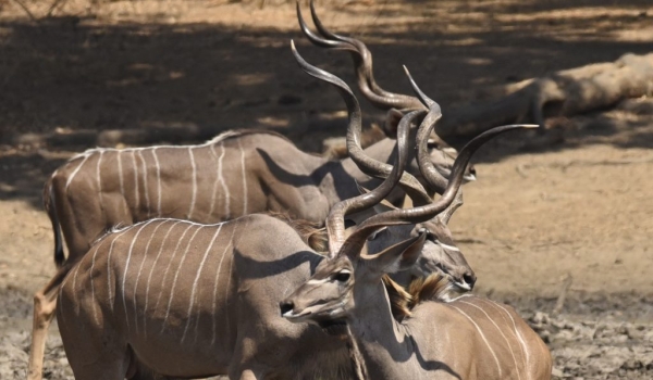 Greater Kudu Horns