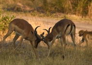 Male Impalas fighting