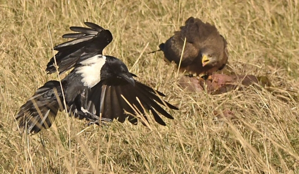 Yellow-billed Kite&Pied Crow