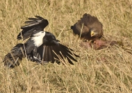Yellow-billed Kite&Pied Crow