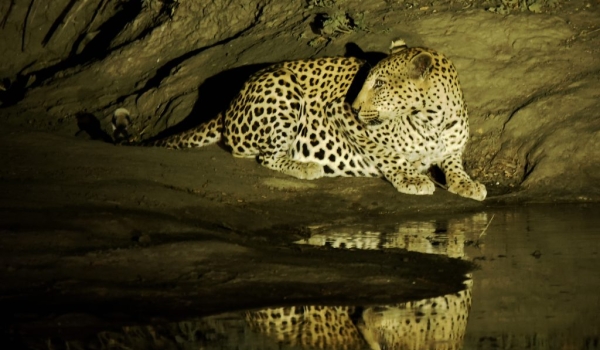 Leopard in the limelight…