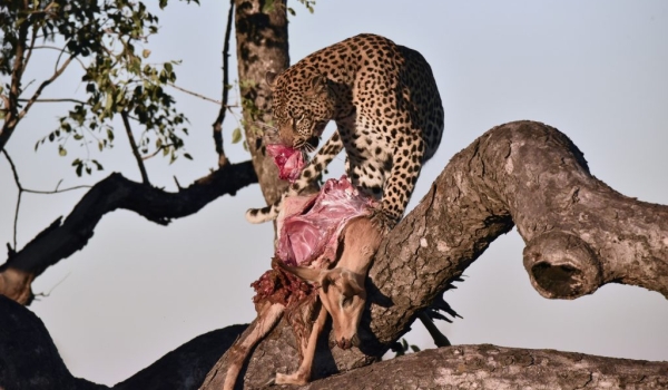 Leopard f. enjoying her meal!