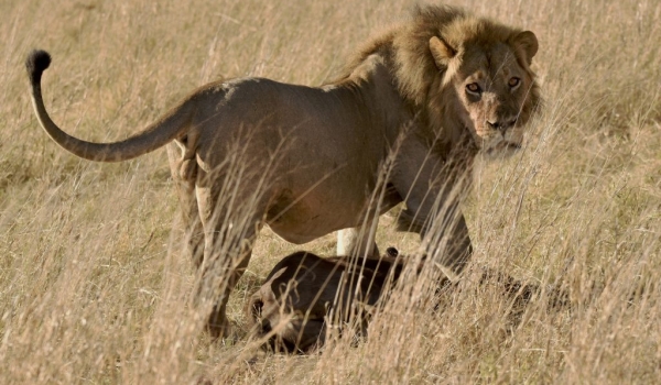 Lion hauling a young Buffalo