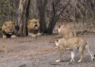 Lionesses going to their males