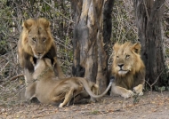 Lioness cuddling his « man »