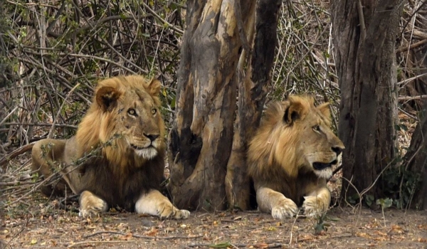 Male Lions in conspiracy