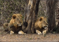 Male Lions in conspiracy