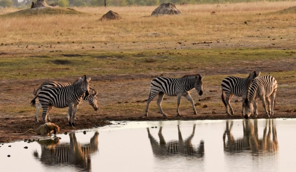 Plains Zebras at sunset