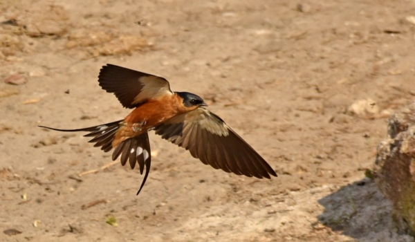 Red-chested Swallow landing