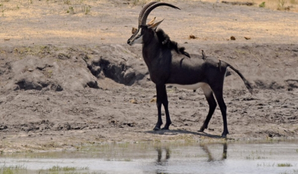 Sable Antelope – male