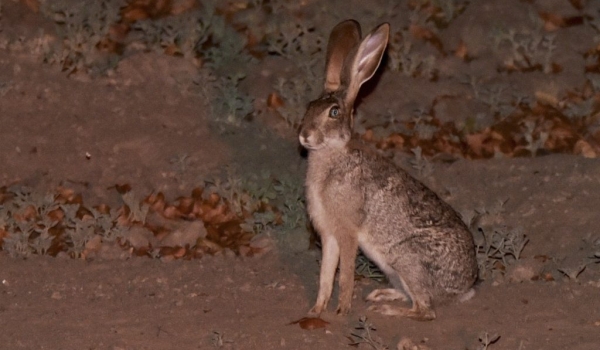 Scrub Hare at night