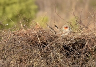 Secretary Bird in the nest
