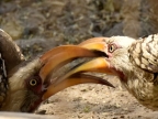 Hornbills – (2nd trip)