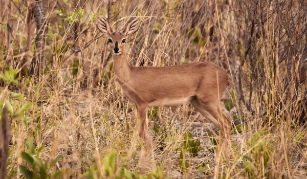 Steenbok – female