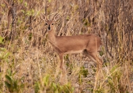 Steenbok – female