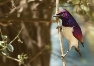 Violet-backed Starling – male